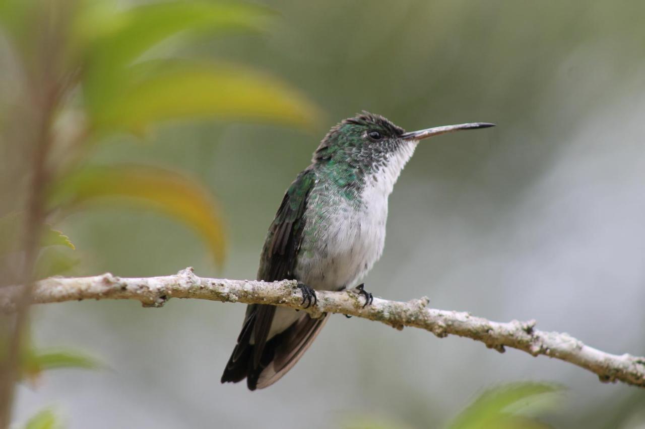 Pousada Colibri Морро-де-Сан-Паулу Экстерьер фото